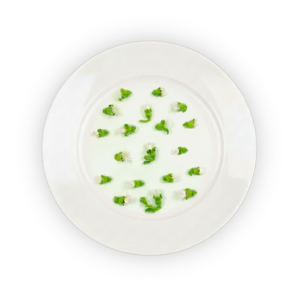 BlinQ Blossom shadow