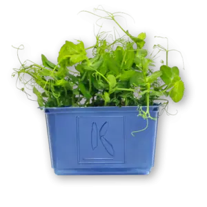 Affilla Cress Close Up