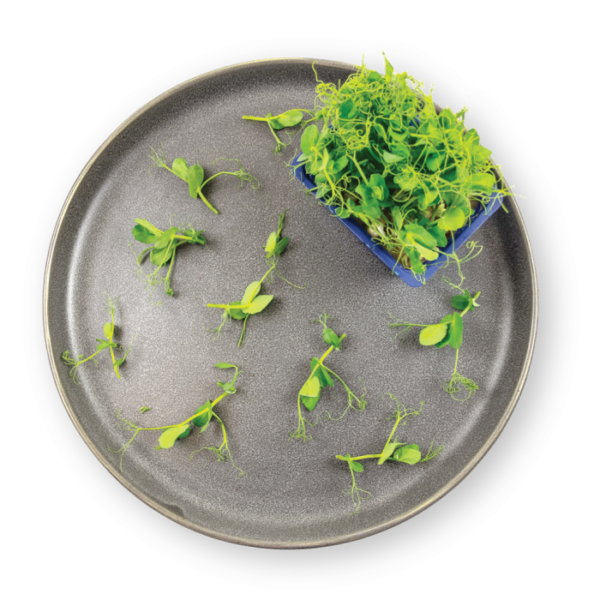 Affilla Cress Plating