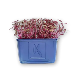 Amaranth Cress Close Up