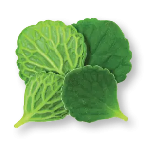 Cuban Oregano Close Up