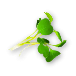 Micro Arugula Close Up