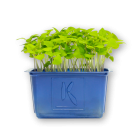 Mint Basil Cress