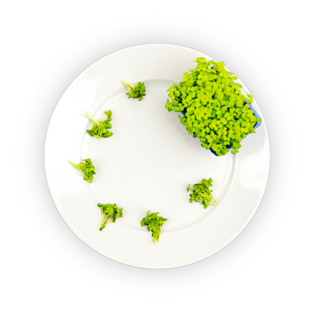 Mustard Cress shadow