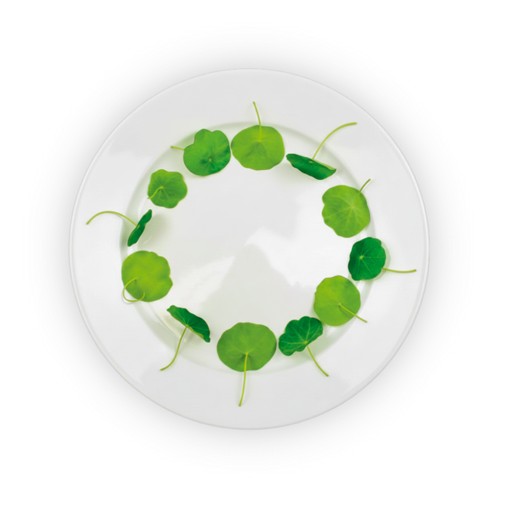 Nasturtium Leaves shadow