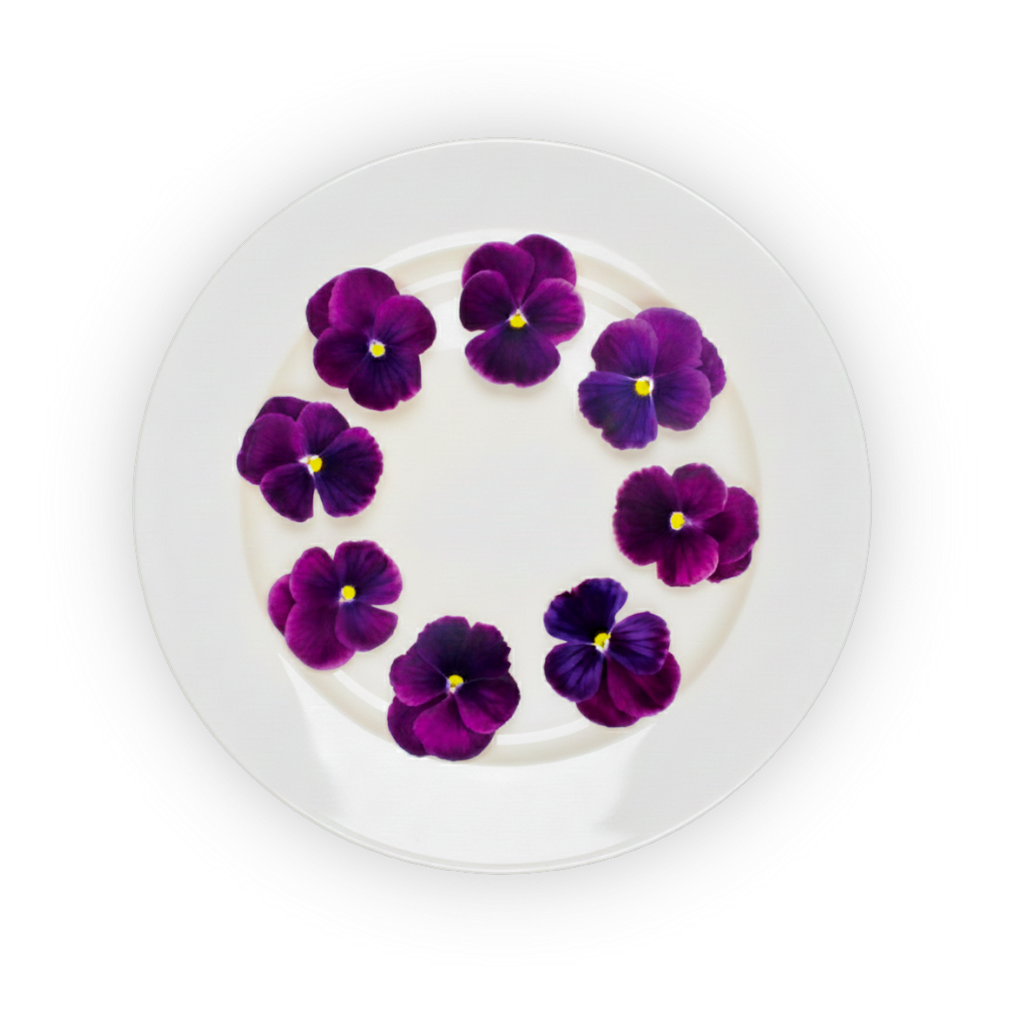 Pansy Flowers Purple Spectrum shadow