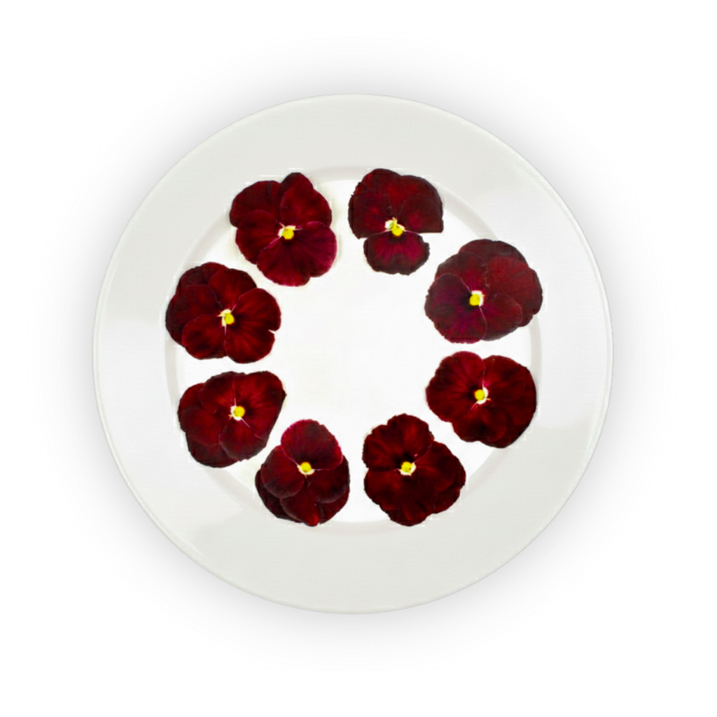 Pansy Flowers Red Spectrum shadow