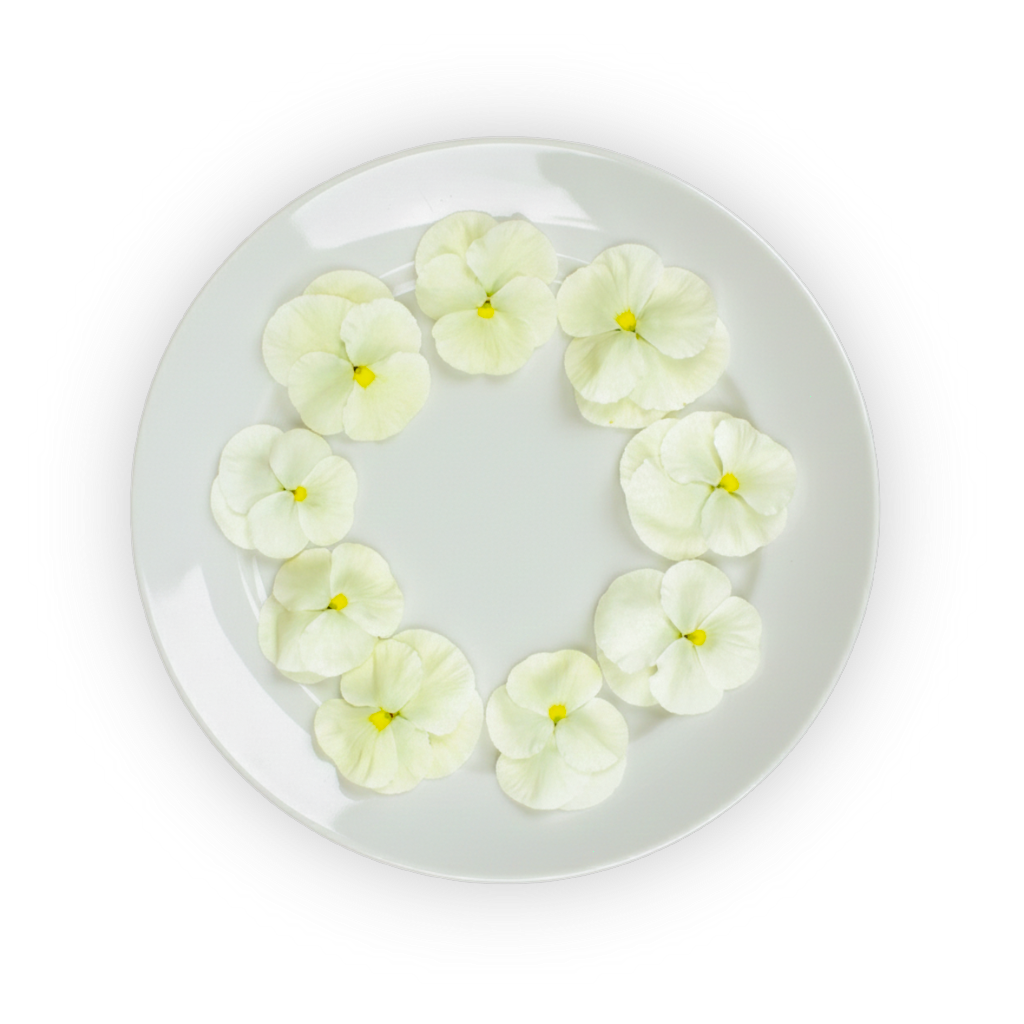 Pansy Flowers White Spectrum shadow