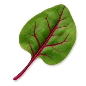 Red Veined Sorrel
