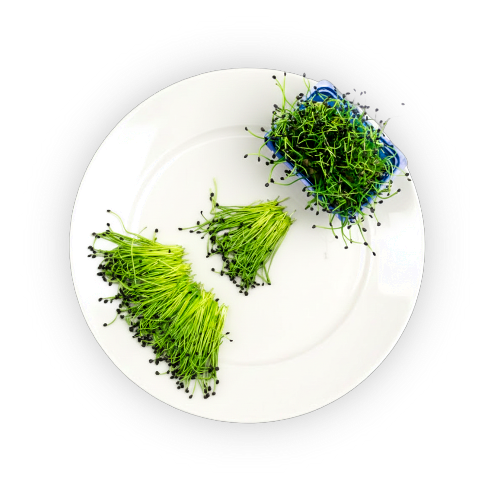 Rock Chives Cress shadow