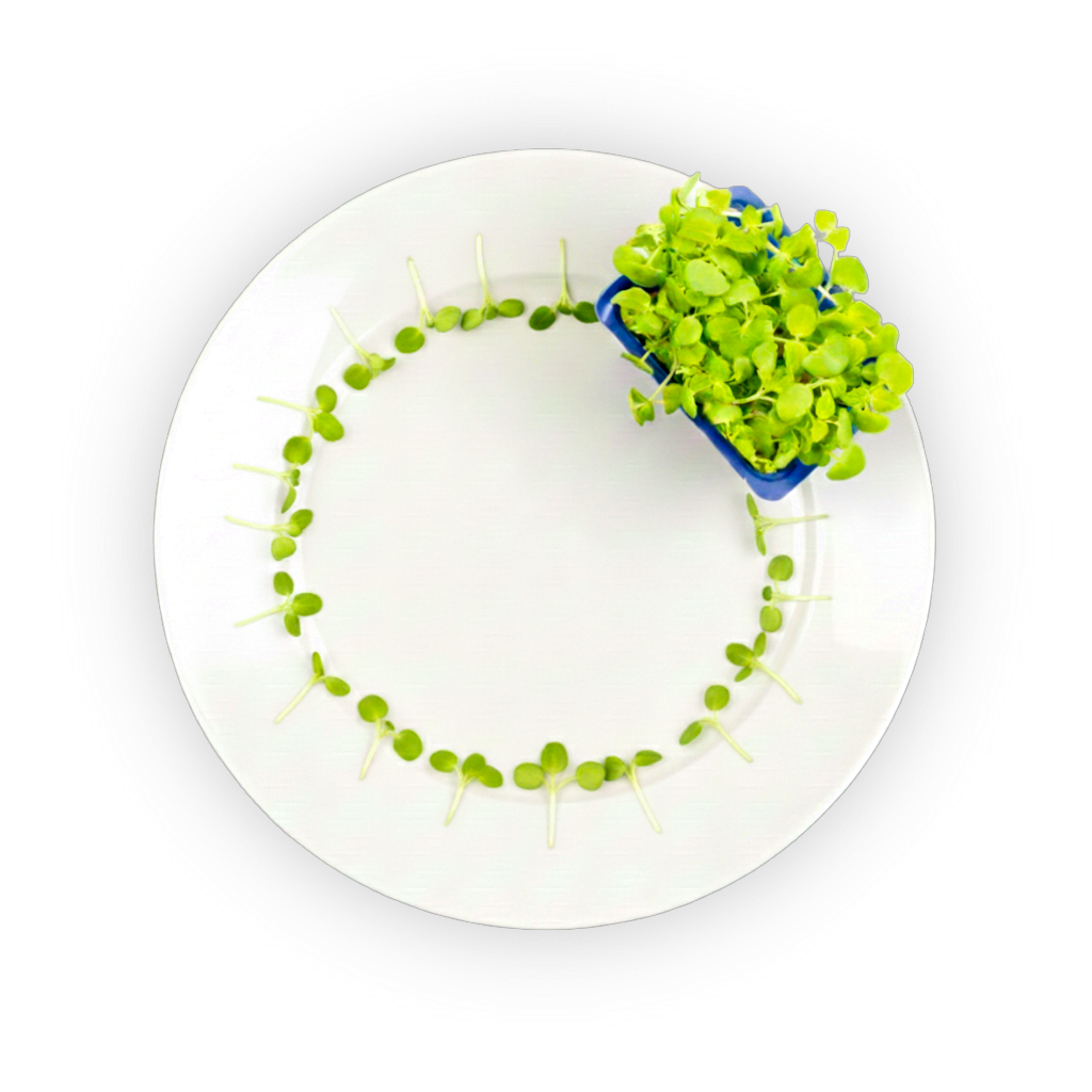 Shiso Green Cress shadow