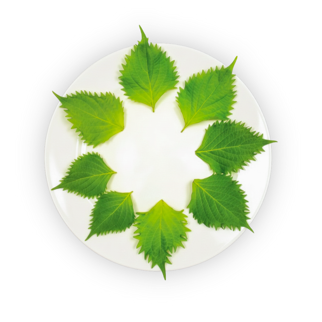 Shiso Leaves Green shadow