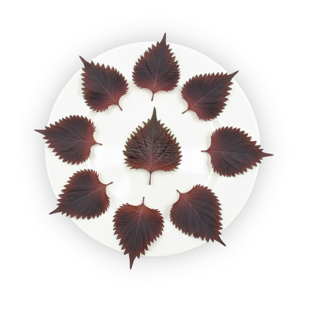 Shiso Leaves Purple shadow