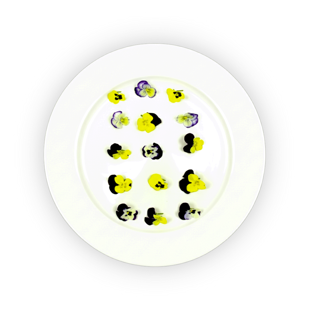 Viola Cornabria Blossoms shadow