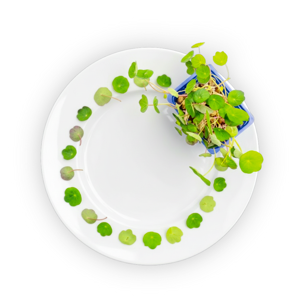 Zorri Cress with shadow