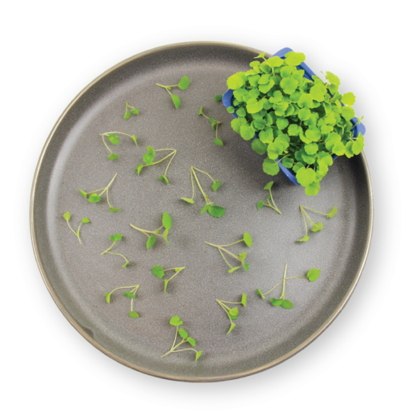 Atsina Cress Plating