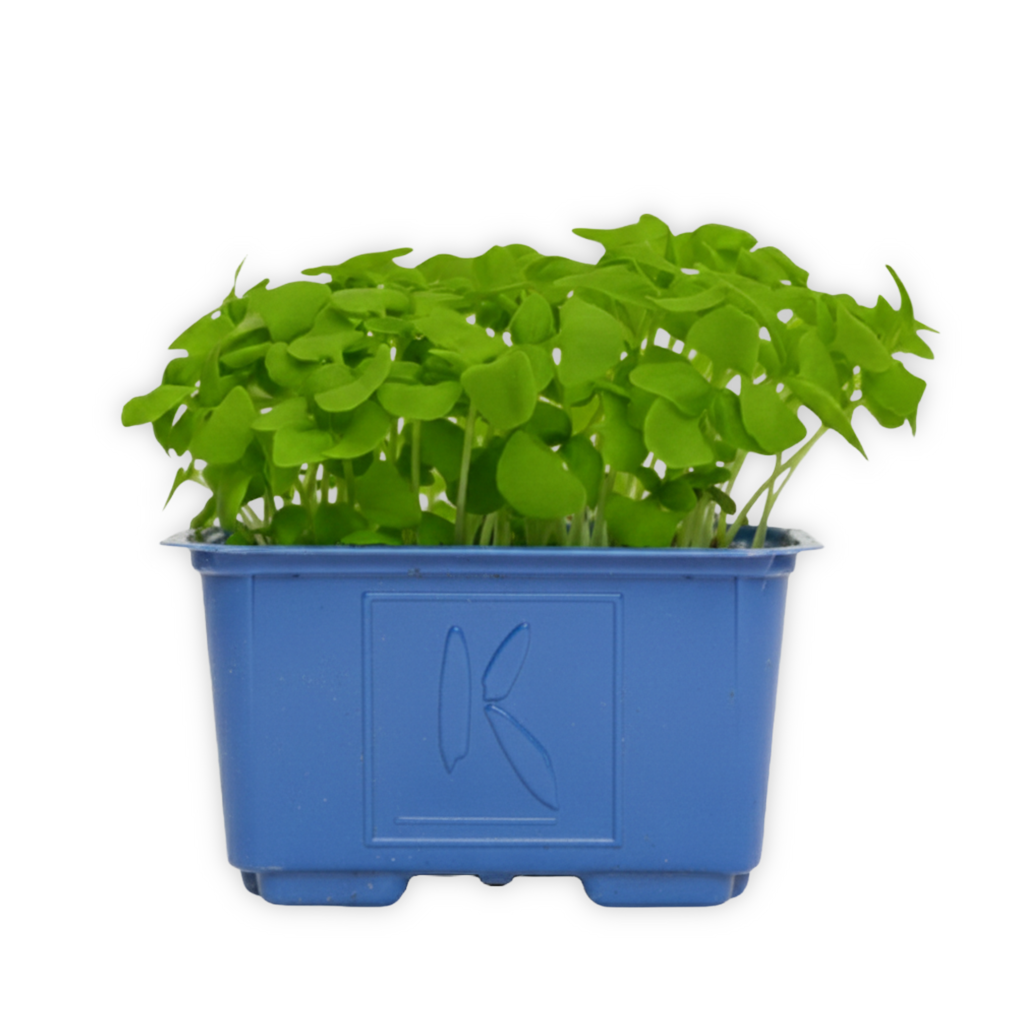 basil-cress-close-up-new