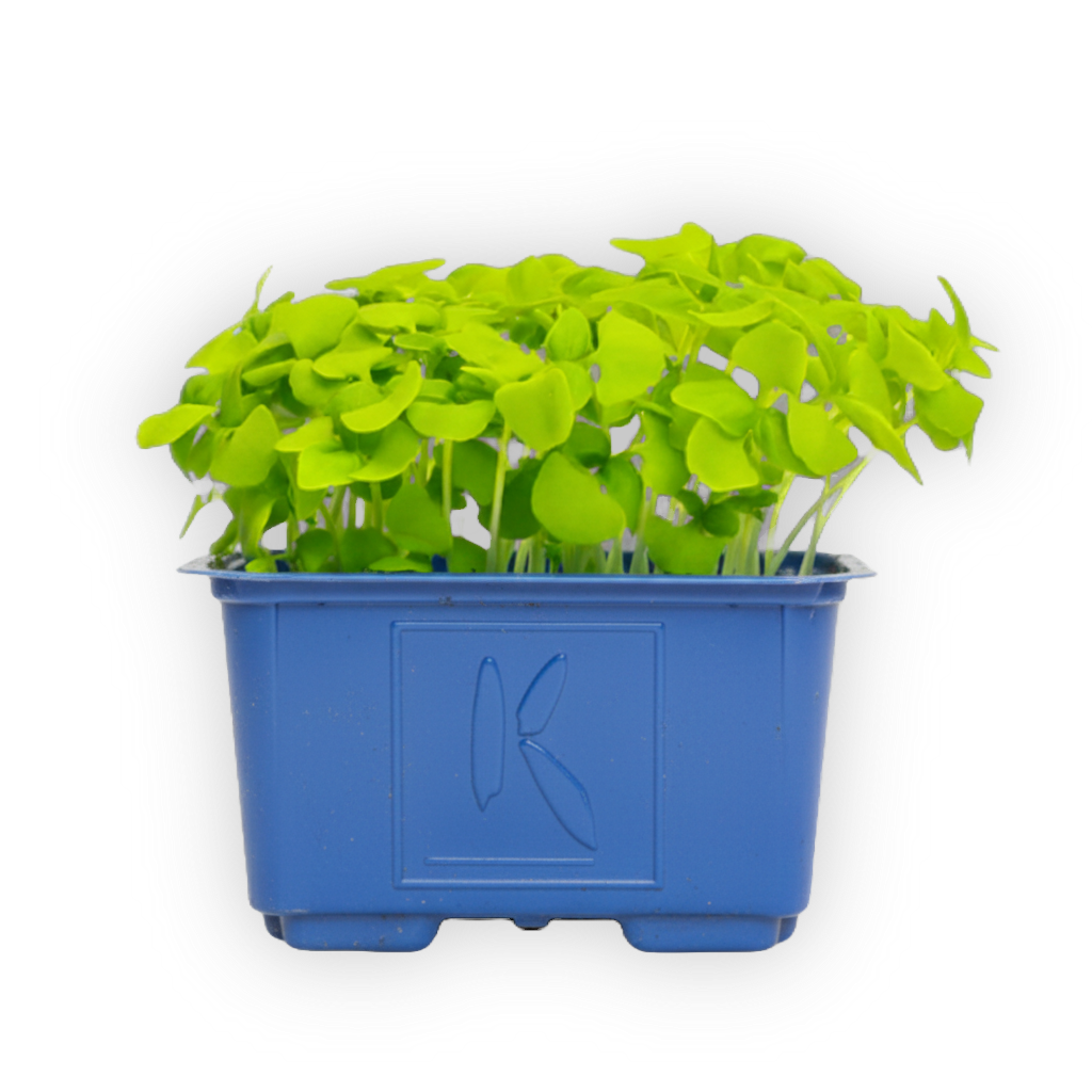 Fresh Microgreens | Local Produce - Long Island, New York, USA