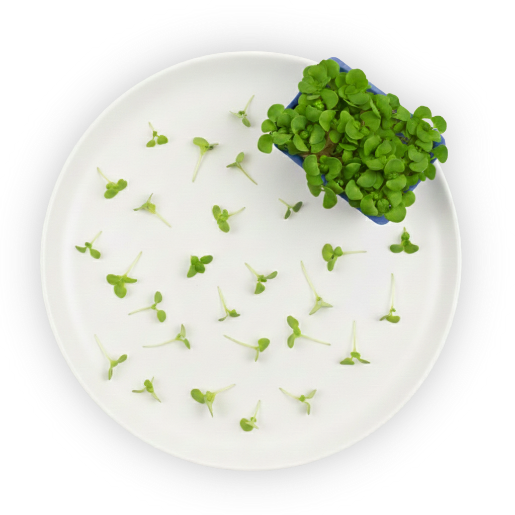basil-cress-plating-2-noshadow