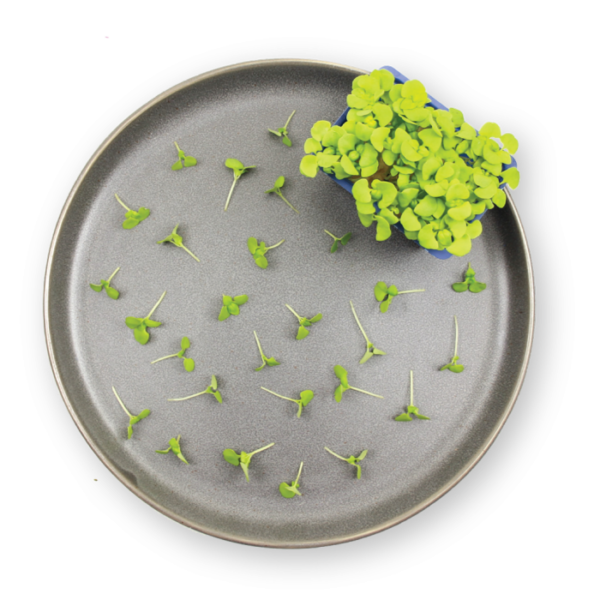 Basil Cress Plating