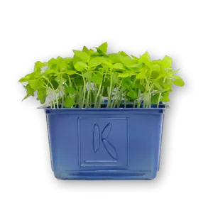 Basil Limon Cress Close Up