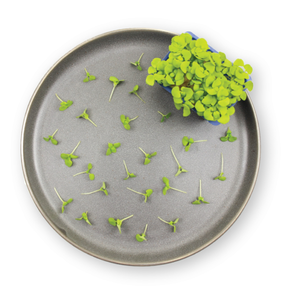 Basil Limon Cress Plating