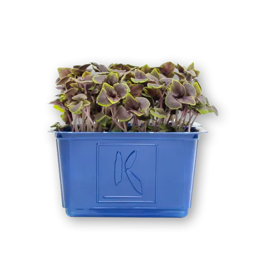 Basil Piros Cress Closeup