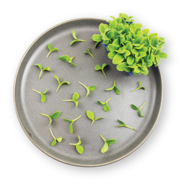 Borage Cress Plating