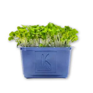 Broccoli Cress Close Up