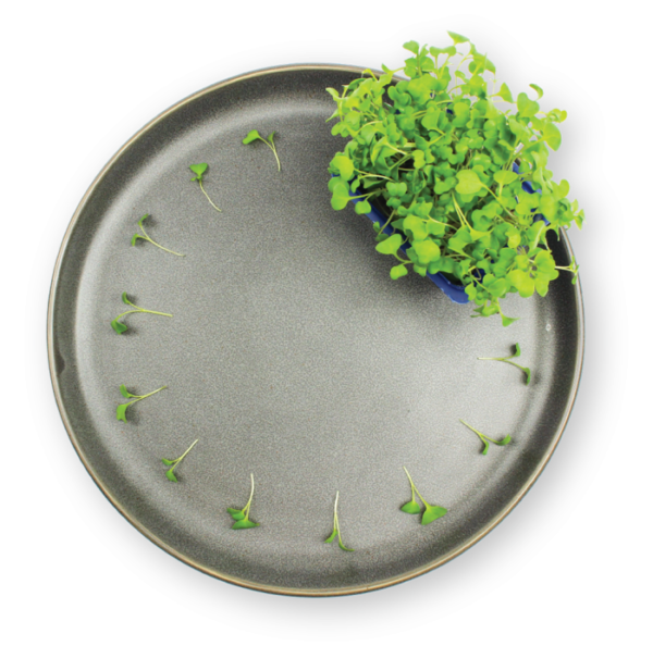 Broccoli Cress Plating