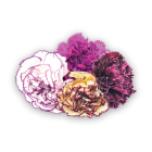 Carnation Flowers