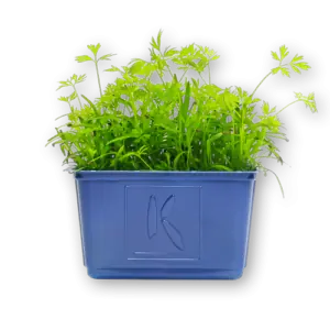 Carrot Cress Close Up