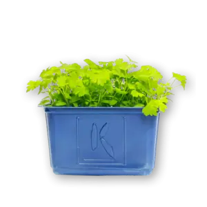 Celery Cress Close Up