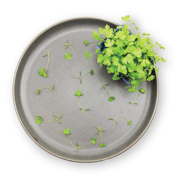 Celery Cress Plating