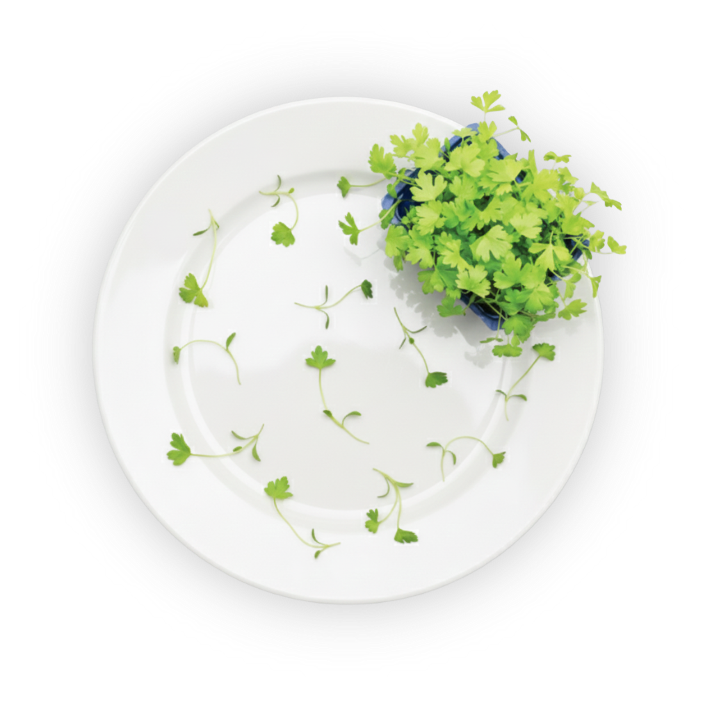 celery-cress shadow