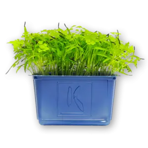 Chervil Cress Close Up