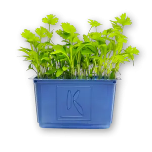 Coriander Cress Close Up