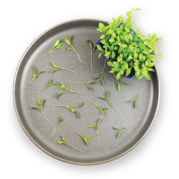 Coriander Cress Plating