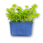 Coriander Cress