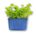 Coriander Cress