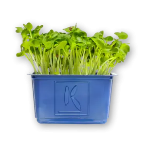 Daikon Cress Close Up
