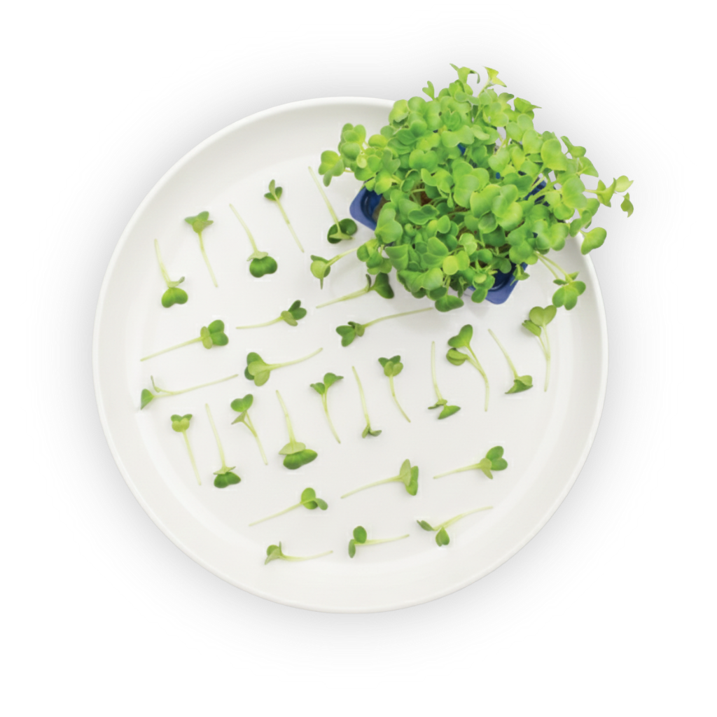daikon-cress-plating shadow