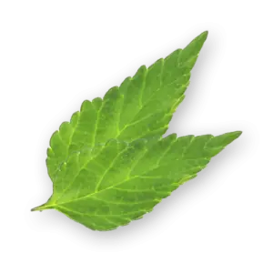 Dulce Leaves Close Up