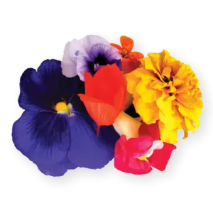 Flower Mix Close Up