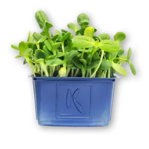 Helios Cress Close Up