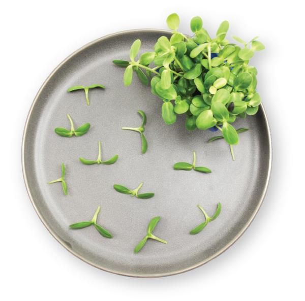 Helios Cress Plating