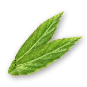 Leopard Leaves Close Up