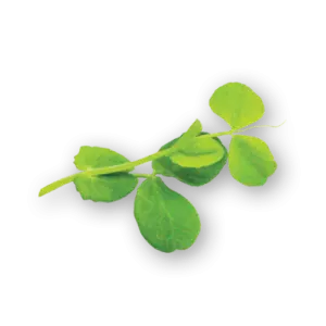 Living and Cut Pea Tendrils Close Up