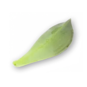 Majii Leaves Close Up