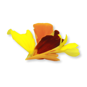 Marigold Petals Close Up